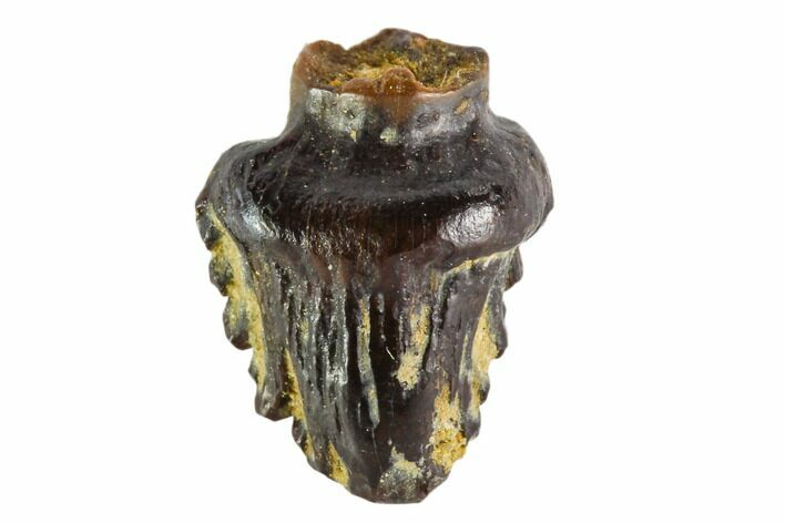 Fossil Pachycephalosaur Tooth - Montana #108165